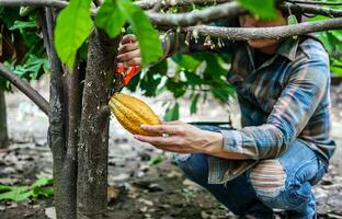 cacao granjero utilizar poda tijeras a cortar el cacao vainas o Fruta maduro amarillo cacao desde el cacao árbol. cosecha el agrícola cacao negocio produce. foto