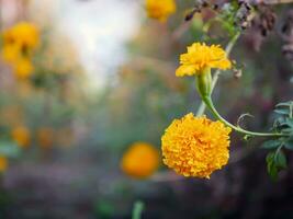 Beautiful orange marigold flowers in the field, Booming yellow marigold flower garden plantation in morning, close-up photo