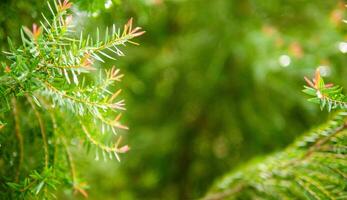 Abstract background of a  green pine tree Christmas natural bokeh, Beautiful abstract natural background. Defocused blurry sunny foliage of green pine trees Christmas background. photo