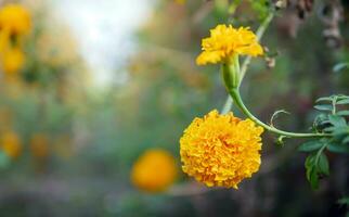 Beautiful orange marigold flowers in the field, Booming yellow marigold flower garden plantation in morning, close-up photo