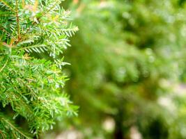 resumen antecedentes de un verde pino árbol Navidad natural Bokeh, hermosa resumen natural antecedentes. desenfocado borroso soleado follaje de verde pino arboles Navidad antecedentes. foto