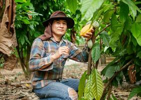 cacao granjero utilizar poda tijeras a cortar el cacao vainas o Fruta maduro amarillo cacao desde el cacao árbol. cosecha el agrícola cacao negocio produce. foto