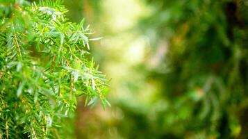 Abstract background of a  green pine tree Christmas natural bokeh, Beautiful abstract natural background. Defocused blurry sunny foliage of green pine trees Christmas background. photo