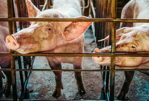 Close-up of Pig in stable, Pig Breeding farm in cage swine business in tidy.Big pig on a farm in a pigsty, young big domestic pig at animal farm photo