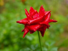 de cerca de hermosa brillante uno rojo Rosa en Rocío gotas después lluvia en el primavera jardín al aire libre y verde hoja difuminar en antecedentes foto