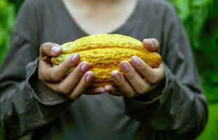 agricultura amarillo maduro cacao vainas en el manos de un chico agricultor, cosechado en un cacao plantación foto