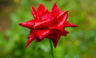 de cerca de hermosa brillante uno rojo Rosa en Rocío gotas después lluvia en el primavera jardín al aire libre y verde hoja difuminar en antecedentes foto