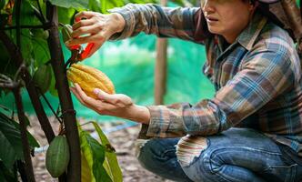 cacao granjero utilizar poda tijeras a cortar el cacao vainas o Fruta maduro amarillo cacao desde el cacao árbol. cosecha el agrícola cacao negocio produce. foto