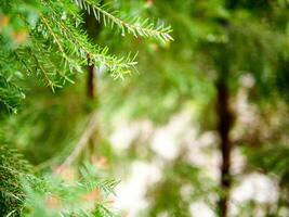 Abstract background of a  green pine tree Christmas natural bokeh, Beautiful abstract natural background. Defocused blurry sunny foliage of green pine trees Christmas background. photo