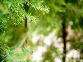 resumen antecedentes de un verde pino árbol Navidad natural Bokeh, hermosa resumen natural antecedentes. desenfocado borroso soleado follaje de verde pino arboles Navidad antecedentes. foto