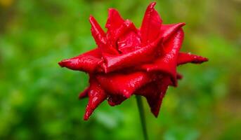 de cerca de hermosa brillante uno rojo Rosa en Rocío gotas después lluvia en el primavera jardín al aire libre y verde hoja difuminar en antecedentes foto