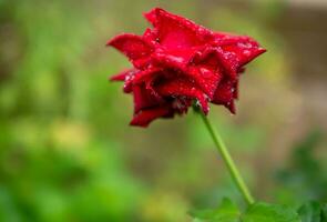 Close-up of Beautiful bright one red rose in dew drops after rain in the spring garden outdoors and green leaf blur in background photo