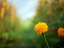 Beautiful orange marigold flowers in the field, Booming yellow marigold flower garden plantation in morning, close-up photo