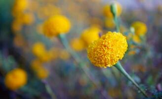 Beautiful orange marigold flowers in the field, Booming yellow marigold flower garden plantation in morning, close-up photo