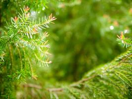 Abstract background of a  green pine tree Christmas natural bokeh, Beautiful abstract natural background. Defocused blurry sunny foliage of green pine trees Christmas background. photo