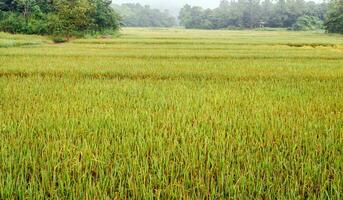 Rice fields with rice grains near being harvested with mist and soft sunlight in the morning.Farm paddy and agriculture concept. photo