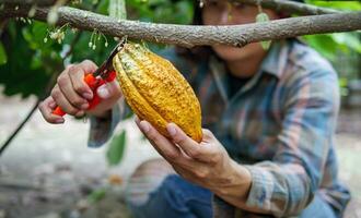 las manos de cierre de un agricultor de cacao usan tijeras de podar para cortar las vainas de cacao o el cacao amarillo maduro del árbol de cacao. cosecha que produce el negocio agrícola del cacao. foto