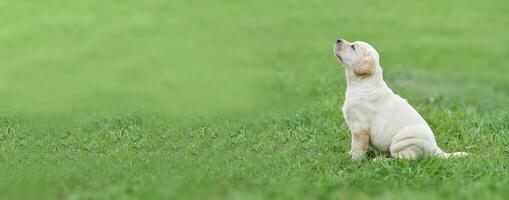 A small labrador puppy sitting on the green grass. Background in blur. Photo with copy space.
