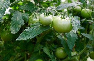 verde Tomates en el rama crecido en el invernadero. foto