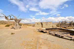 a dead tree in the desert with blue sky and clouds photo