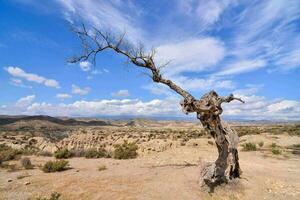 a dead tree in the desert with blue sky and clouds photo