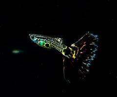 a guppy fish with a black background and yellow and green colors photo