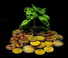 a plant growing out of a pile of coins photo