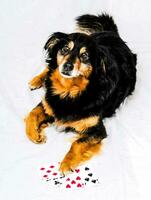 a dog laying on a white background with playing cards photo