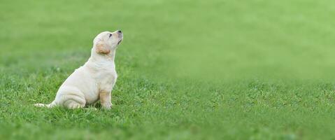 un pequeño Labrador perrito sentado en el verde césped. antecedentes en difuminar. foto con Copiar espacio.