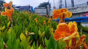 Canna Lily in Pleret Dam Park, Semarang photo