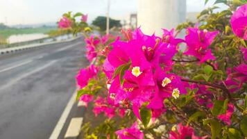 Bougainvillea flower plants that are on a road divider photo