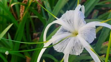 blanco flores creciente en el jardín foto