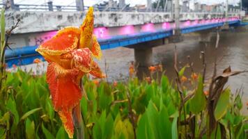 Canna Lily in Pleret Dam Park, Semarang photo