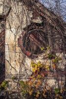 Ruined greenhouse with ivy plant concept photo. Castle tower. photo