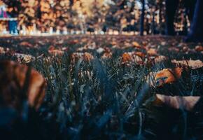 Close up fallen leaves on grass in park concept photo. Green grass and red leaves. photo