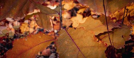 Bright oak leaves on the branch concept photo. Autumnal colorful background. photo