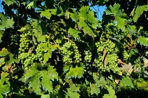 green grapes on the vine photo