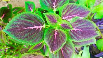 leaves with a beautiful combination of green and purple colors photo