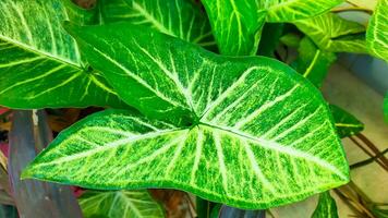 fresh green leaves with beautiful patterns photo