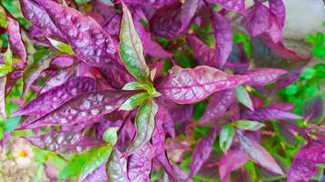 beautiful purple leaves photo