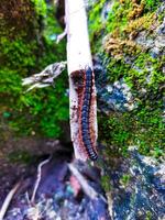 a caterpillar in the middle of the forest photo