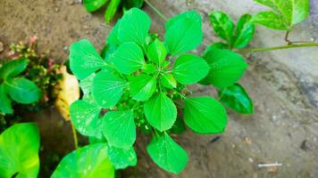 very fresh green leaves in the garden photo