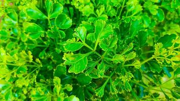 very fresh green leaves in the garden photo