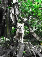 a cat in the middle of the forest photo