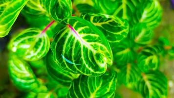 green leaves patterned with red stems photo