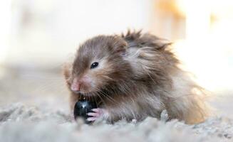 Funny fluffy Syrian hamster eats a a grape berry, stuffs his cheeks. Food for a pet rodent, vitamins. Close-up photo