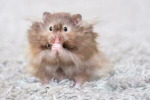 Funny fluffy Syrian hamster eats a green branch of clover, stuffs his cheeks. Food for a pet rodent, vitamins. Close-up photo