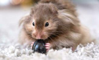 Funny fluffy Syrian hamster eats a a grape berry, stuffs his cheeks. Food for a pet rodent, vitamins. Close-up photo