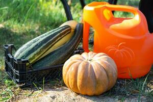 Harvesting vegetables in the garden, pumpkin, zucchini, tomatoes, carrots in a basket next to a watering can and a garden cart. Harvest festival, gifts of autumn, cultivation of eco-friendly products photo