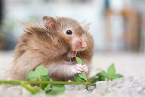 Funny fluffy Syrian hamster eats a green branch of clover, stuffs his cheeks. Food for a pet rodent, vitamins. Close-up photo